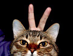 Lemurs and Stroller Theft