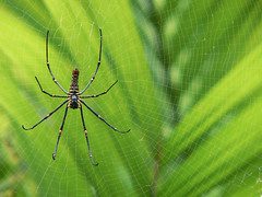 So I’m a Webmaster for My First Non-Profit